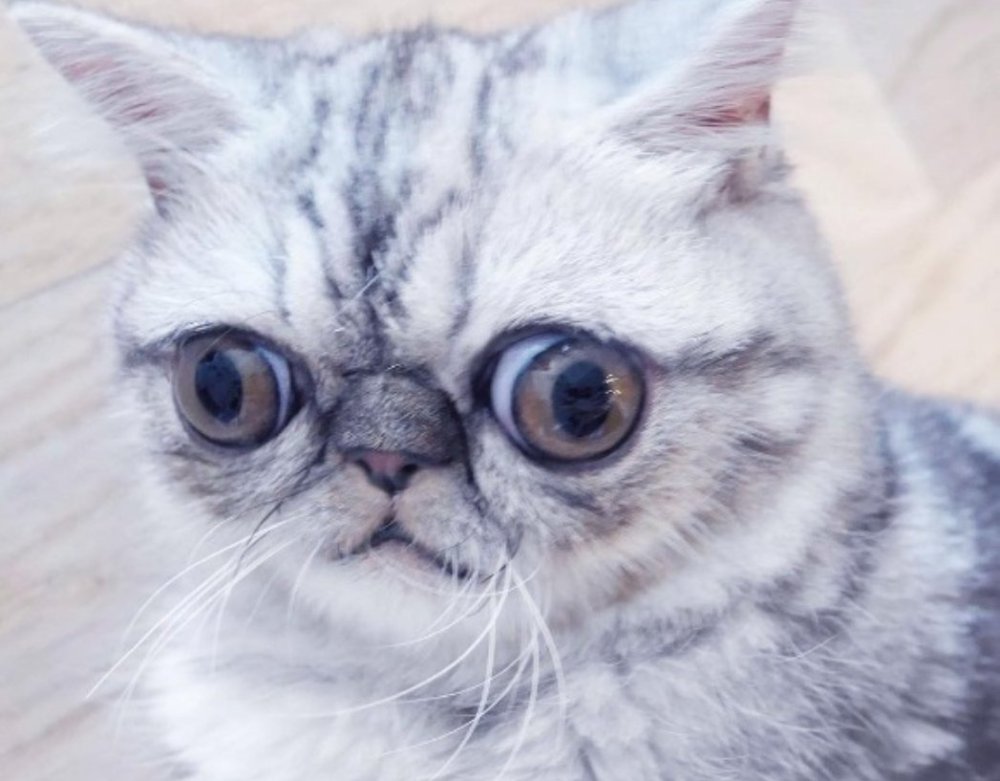 Коты со сплющенной мордой