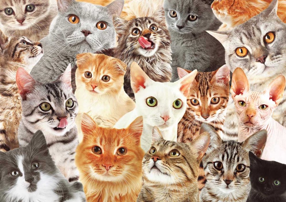 Много кошек