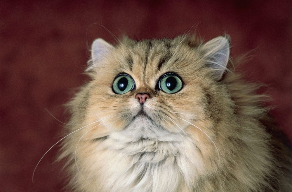 Пушистый кот с большими глазами