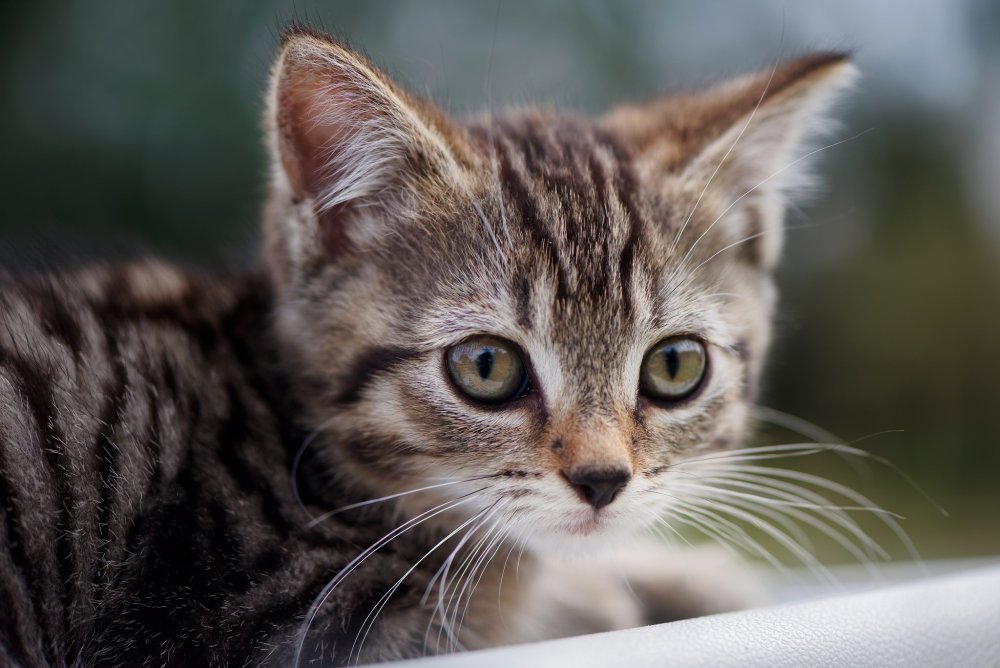 Черноногая кошка