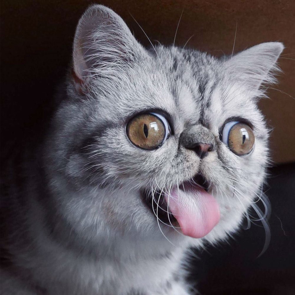 Кот экзот гермет