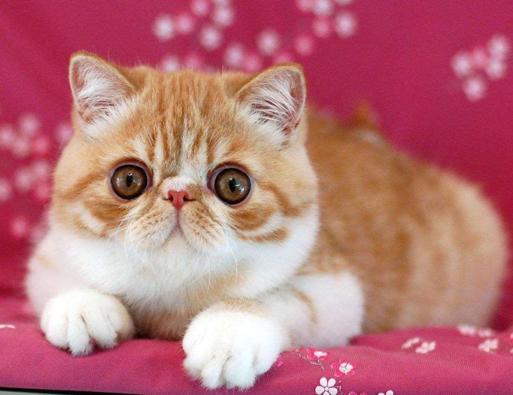 Кошки экзоты короткошерстные