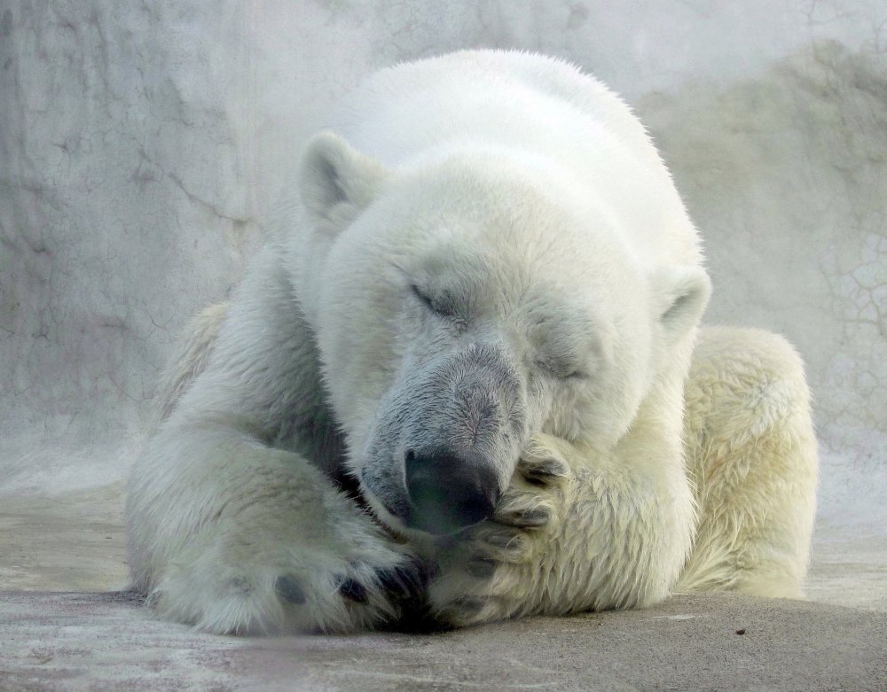 Белый Медвежонок грустит