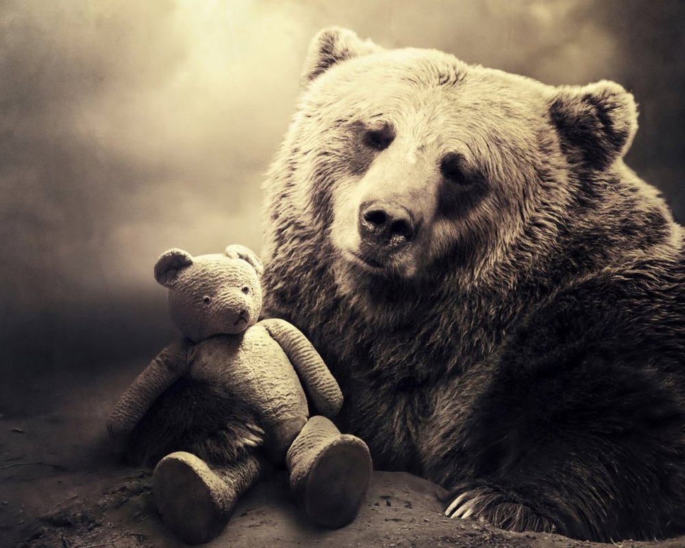 Обои на телефон медведь