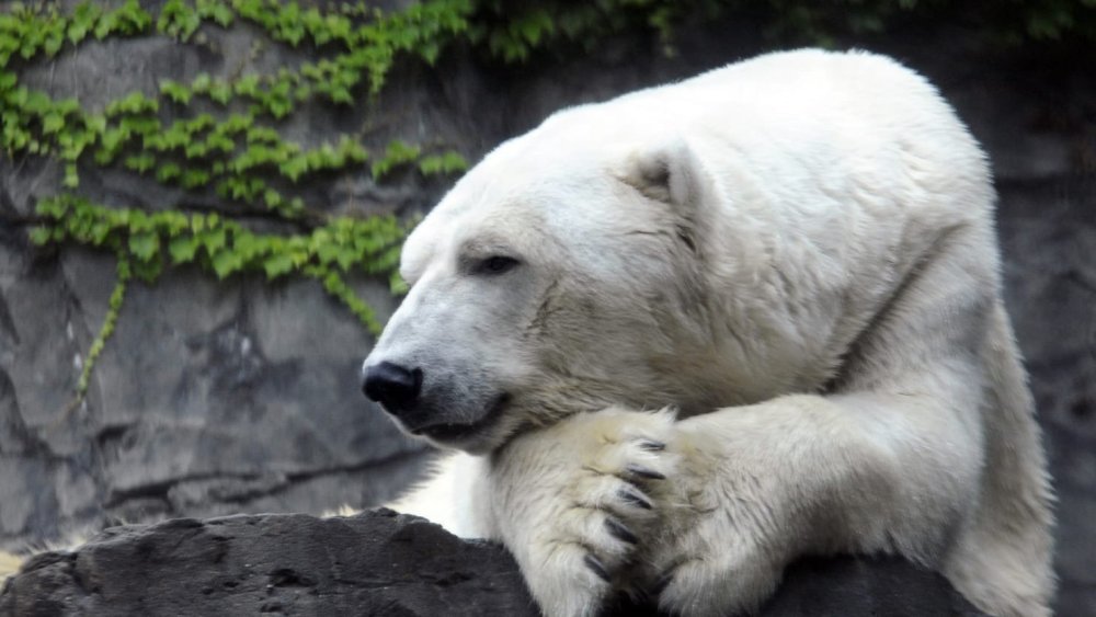 Белый медведь самец