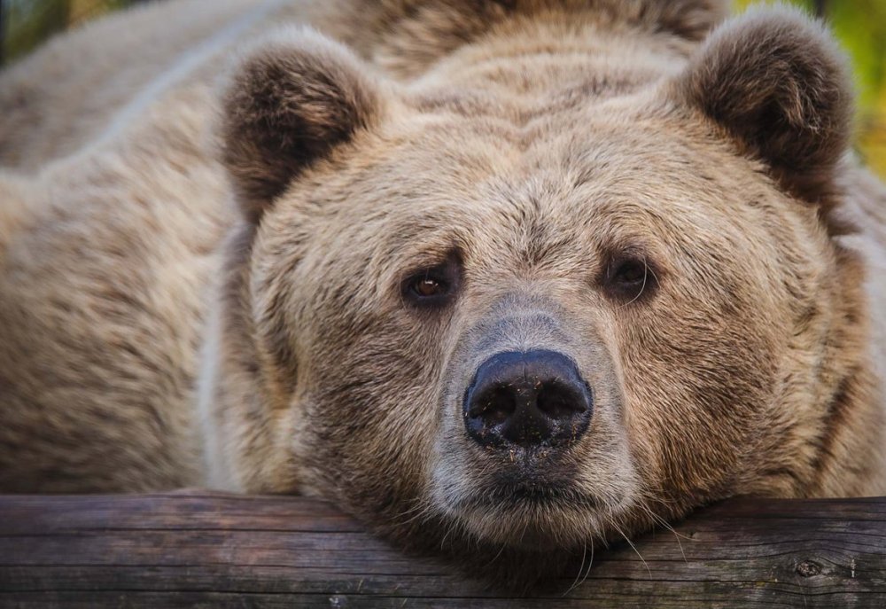 Грустный медведь