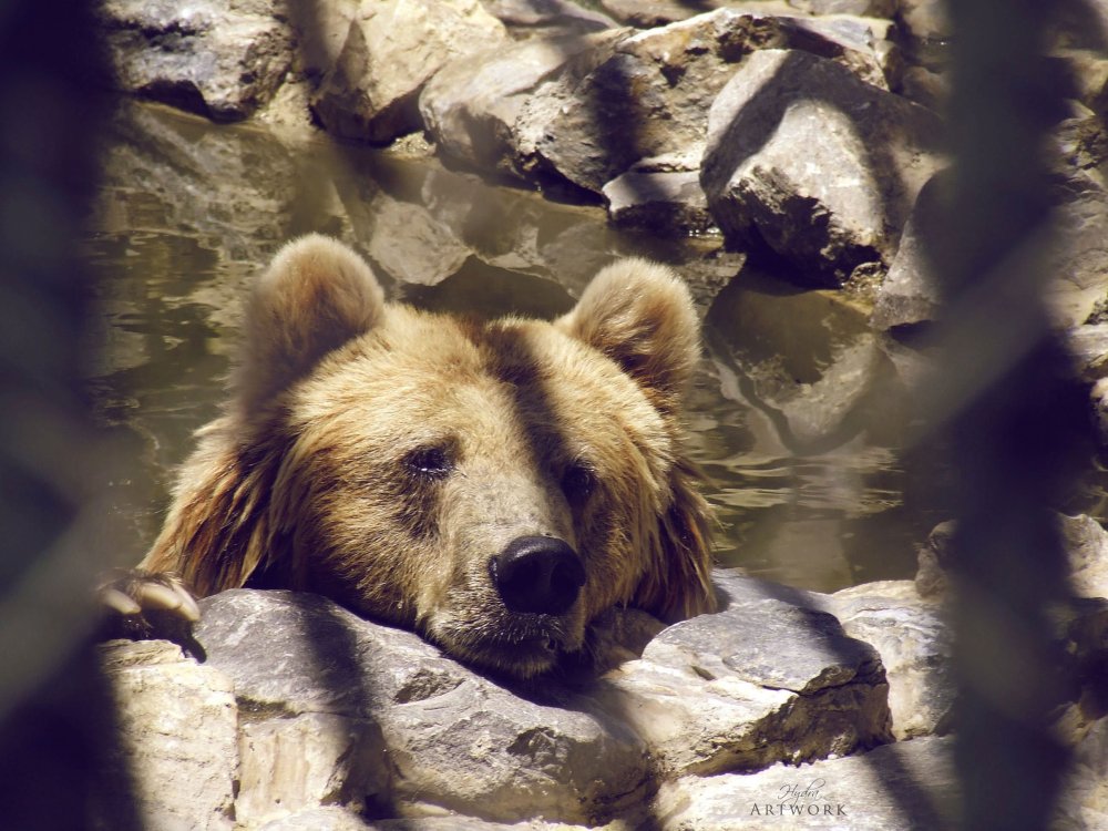 Медведь грустит фото