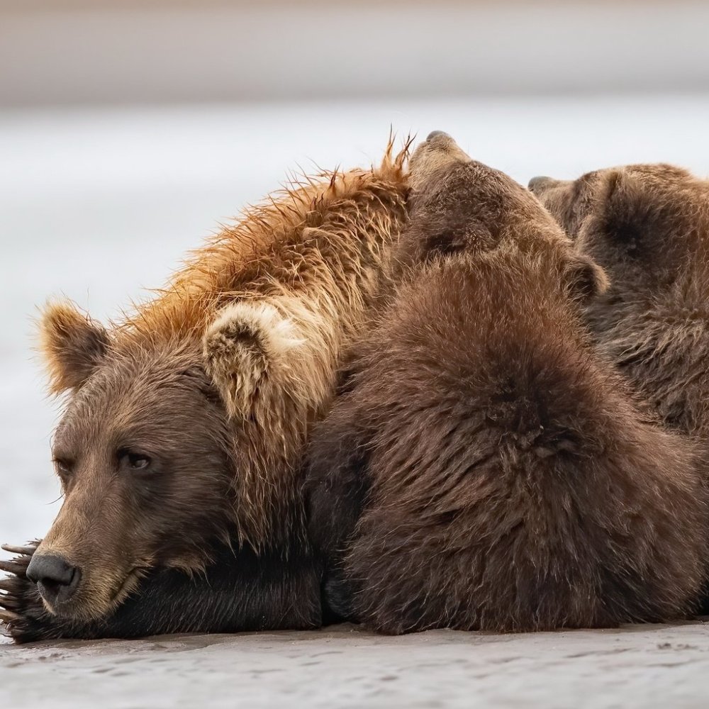 Медведь Гризли