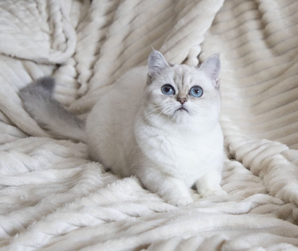 Серебристая шиншилла