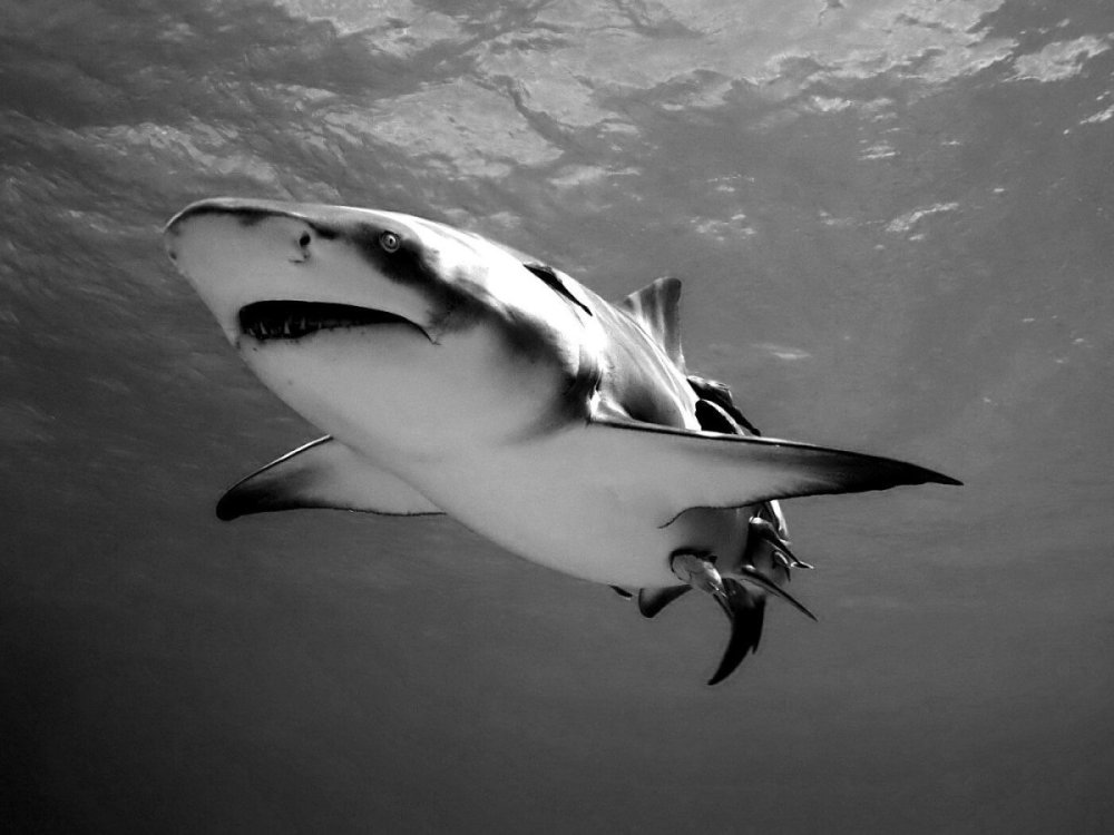 Белая акула