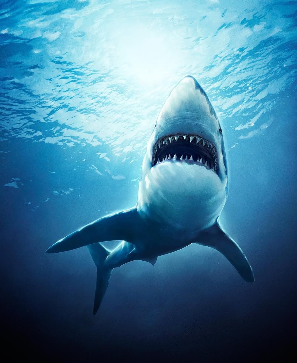 Злая акула