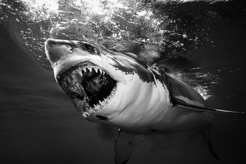 Акула чёрно белая