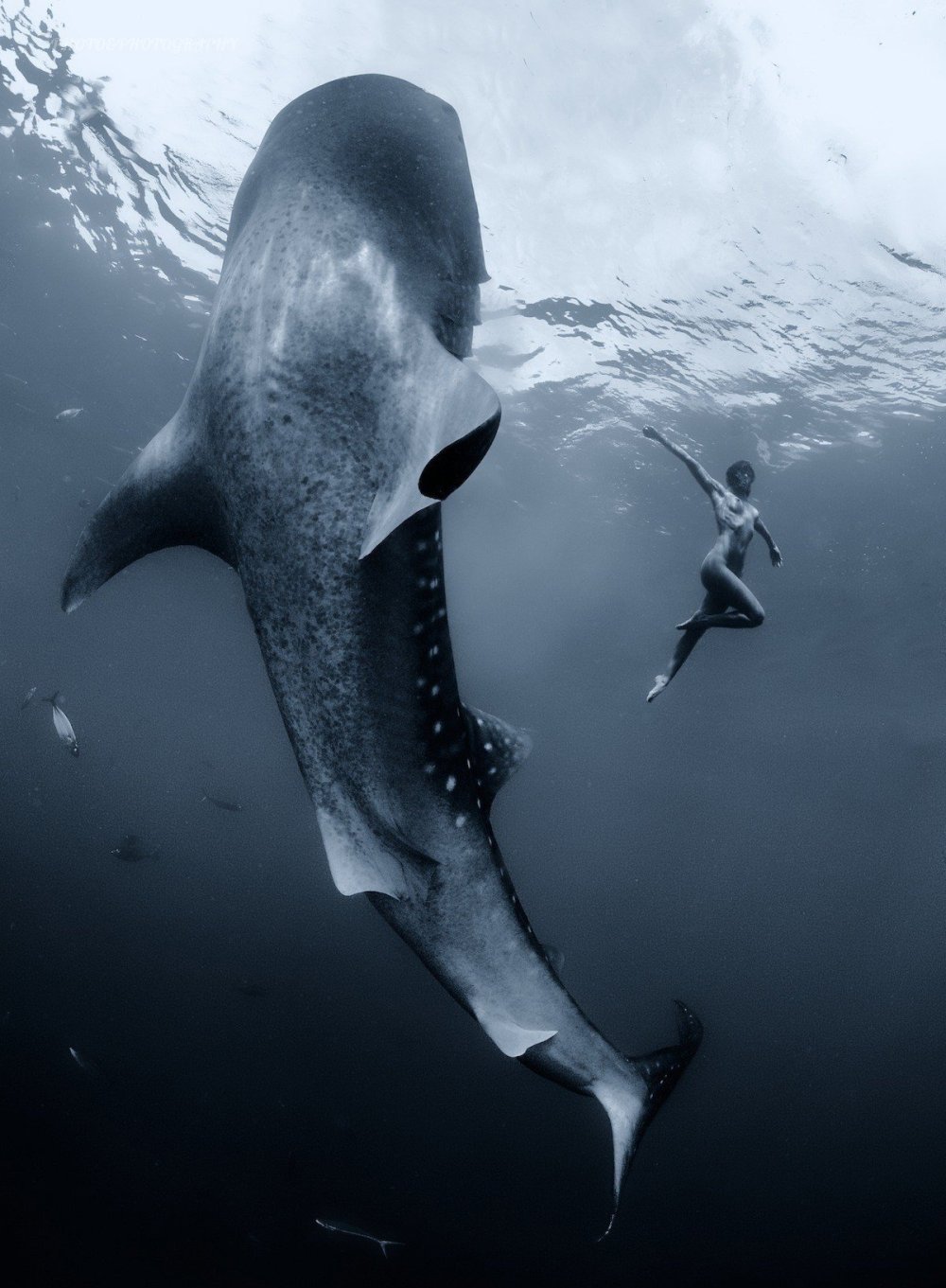 Киты и люди