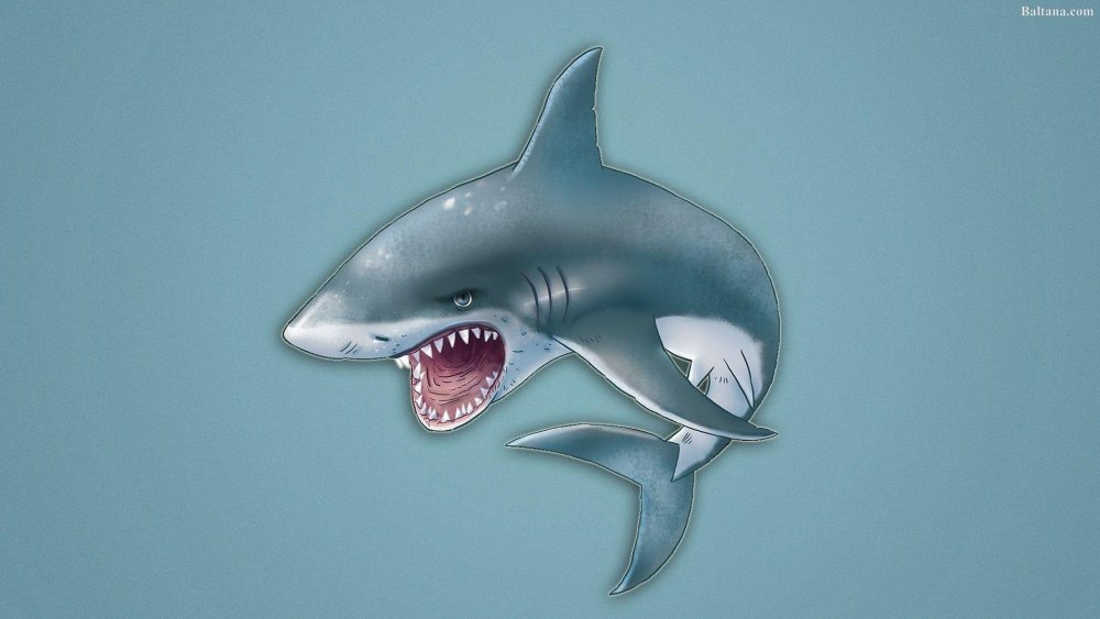 Акула вид сверху