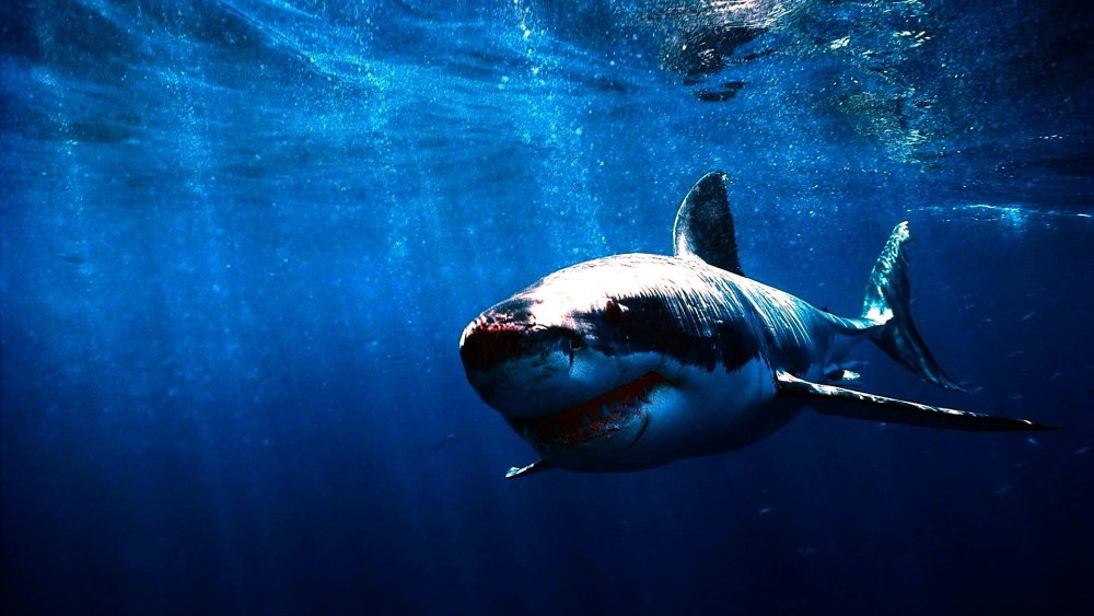 Акула на черном фоне