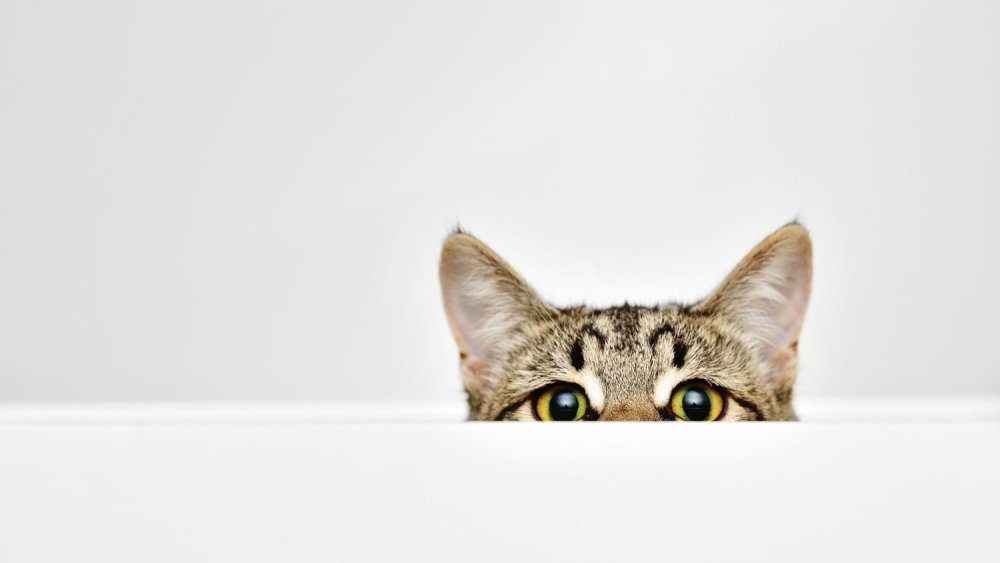 Кот выглядывает