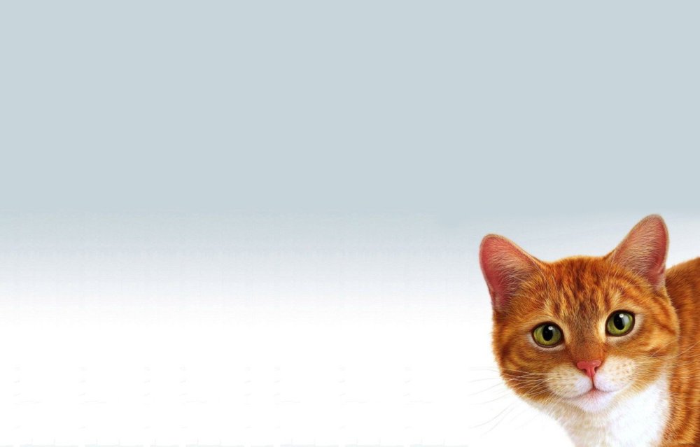 Котик выглядывает из за угла