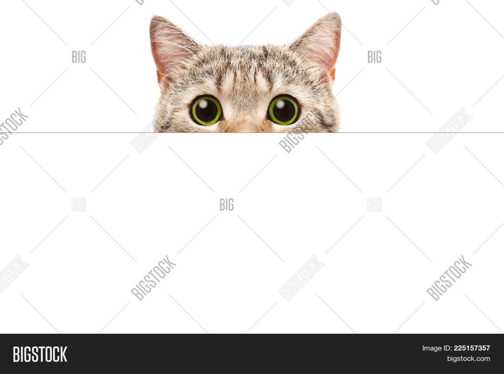 Кот выглядывает сверху