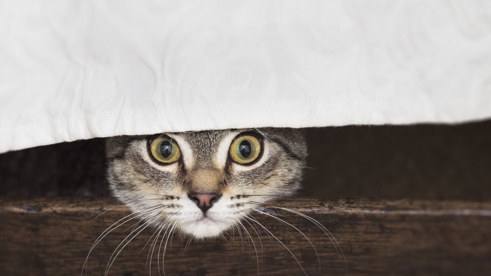 Кот выглядывает из под стола
