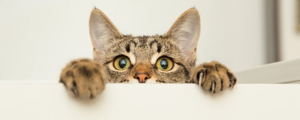 Кот выглядывает