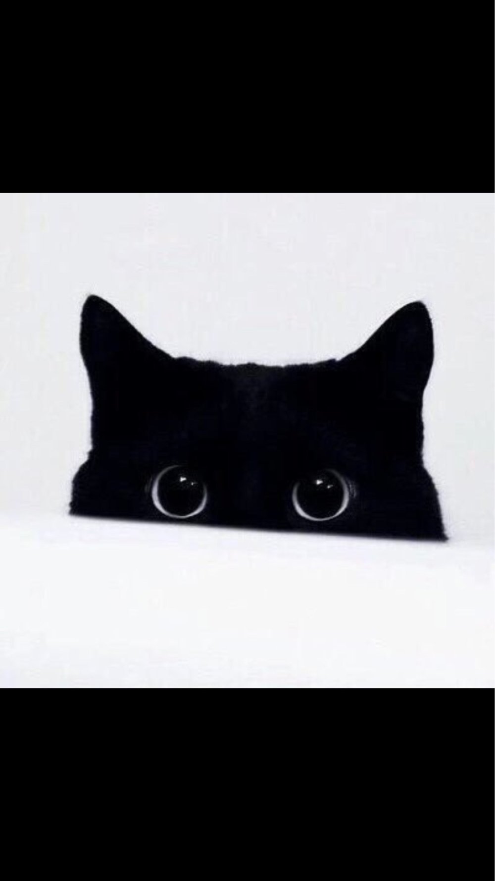 Кот выглядывает