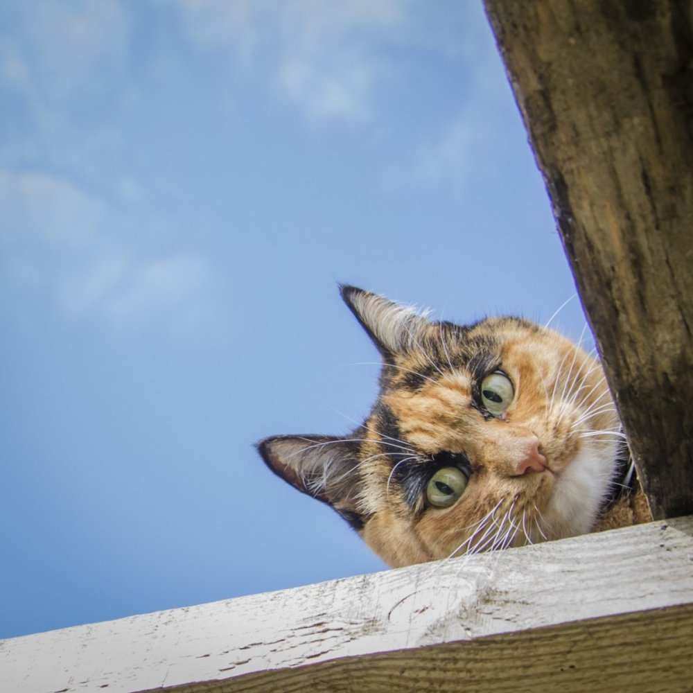 Выглядывадывающий кот