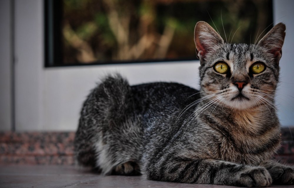 Азиатская табби кошка