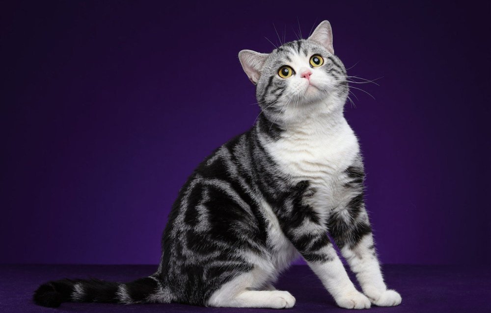 Шотландская кошка прямоухая обои