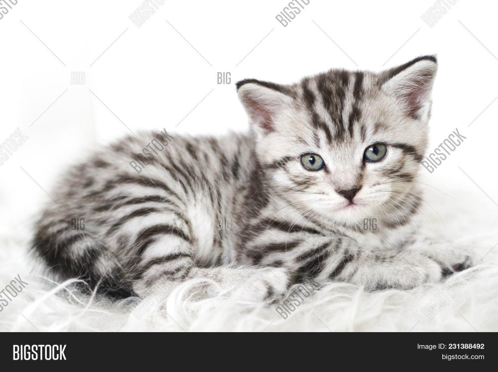 Обои на рабочий стол которые двигаются расслабляют