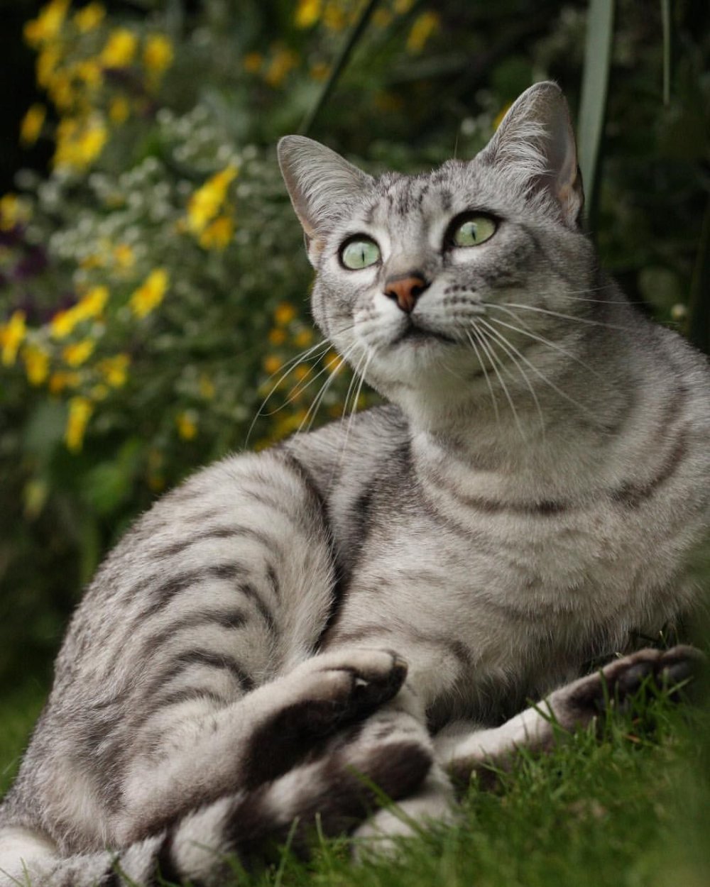 Красивые коты