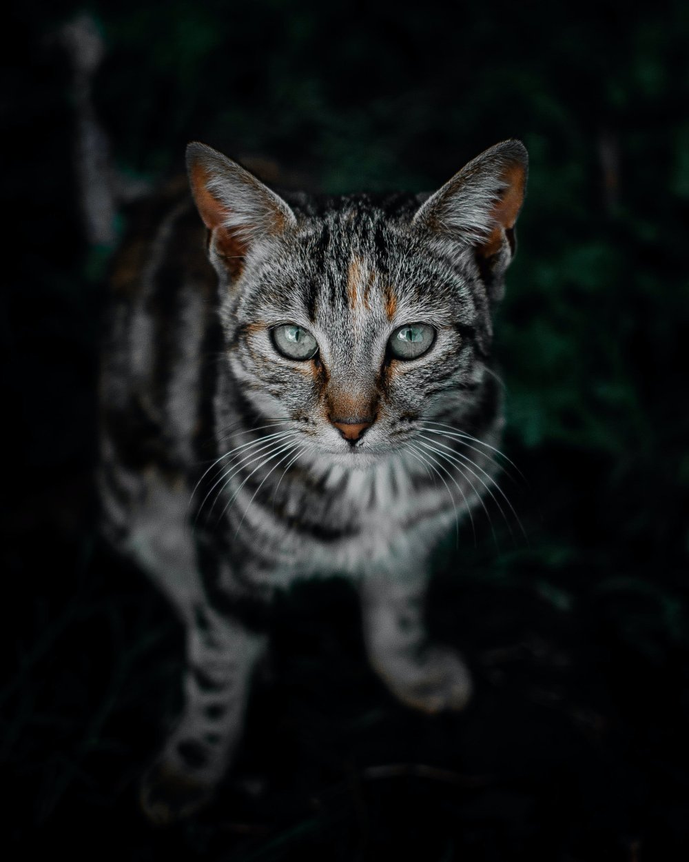 Бенгальская кошка табби полосатый