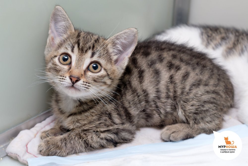 Египетская МАУ табби