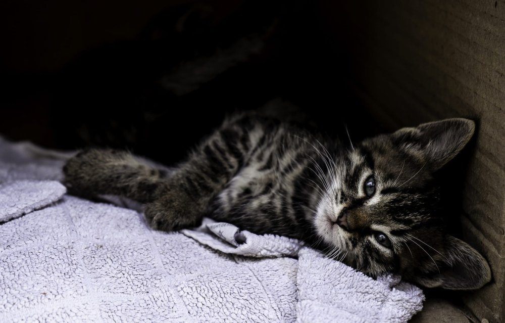 Рыжий бобтейл полосатый