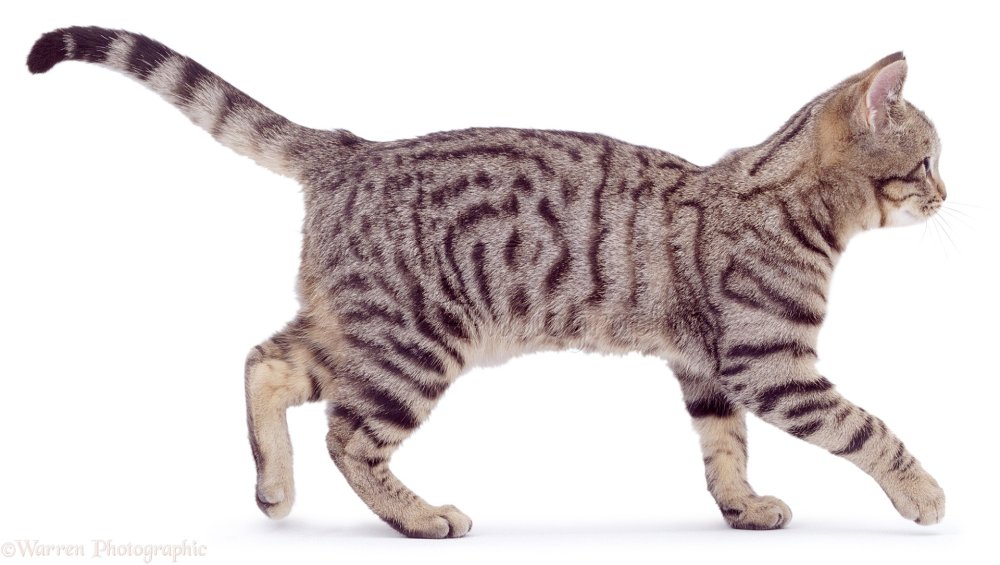 Браун споттед табби