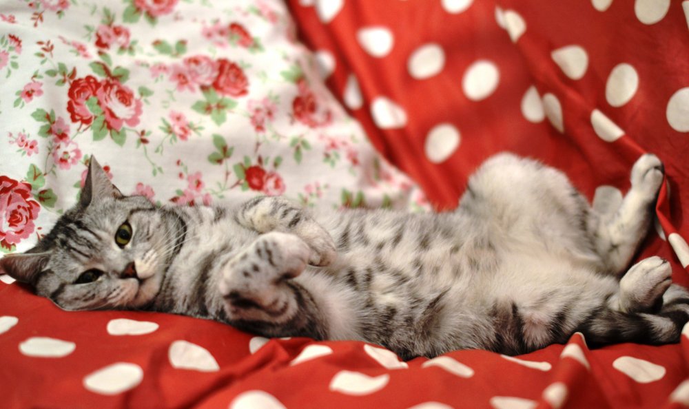 Британские котики обои