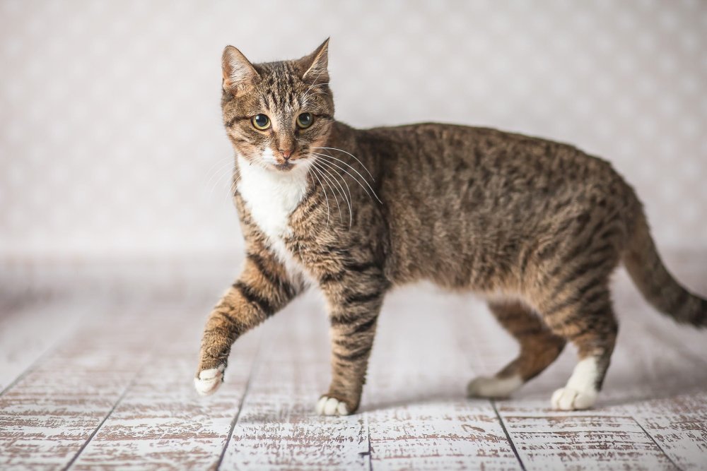 Коричнево белая полосатая кошка