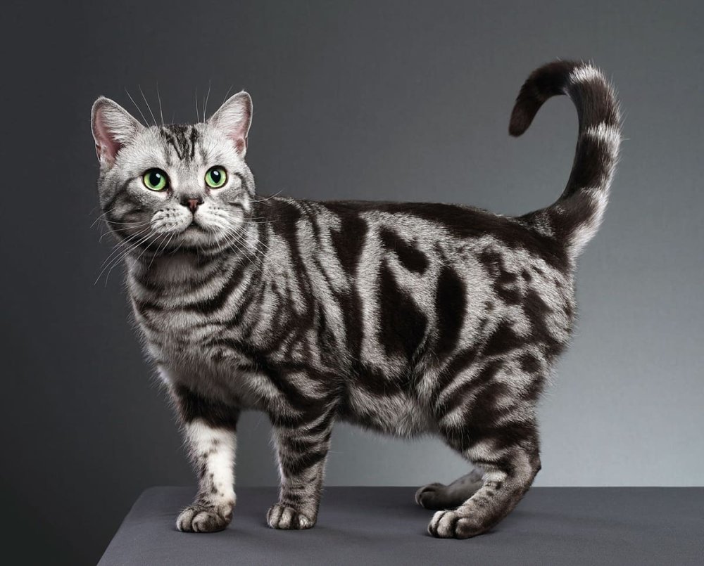 Азиатский табби дымчатый