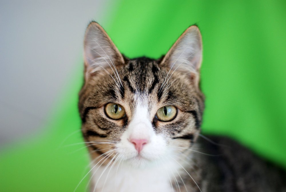 Белый табби кот