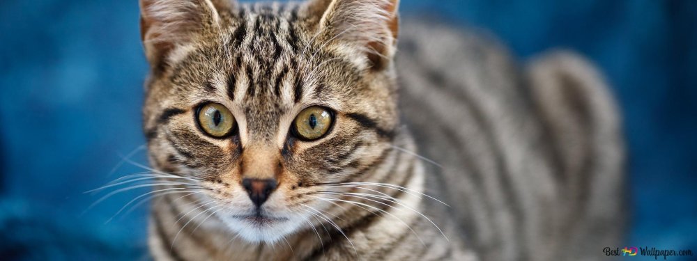 Фон для рабочего стола с котами