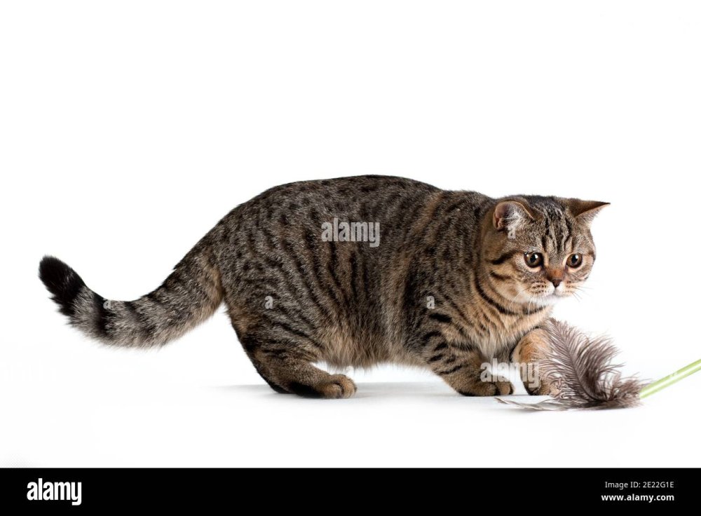 Британская кошка камышовый окрас