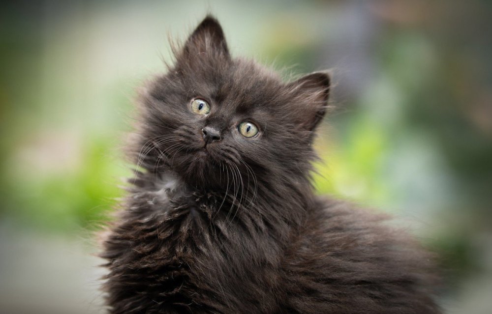 Черный пушистый кот порода - 66 фото