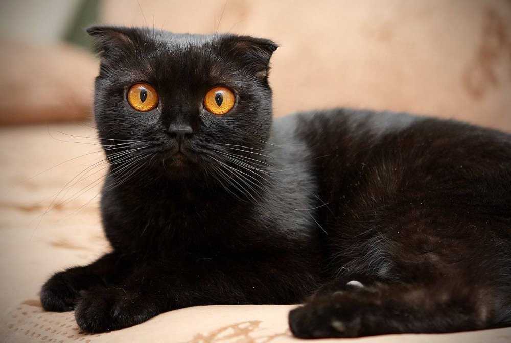 Черная вислоухая кошка с желтыми глазами - 71 фото