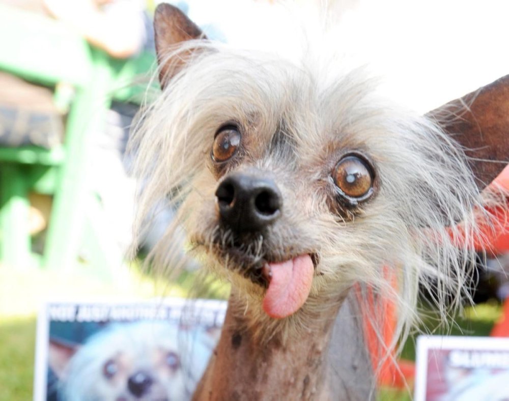 Лысая собака с высунутым языком - 75 фото