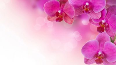 Фон с цветами