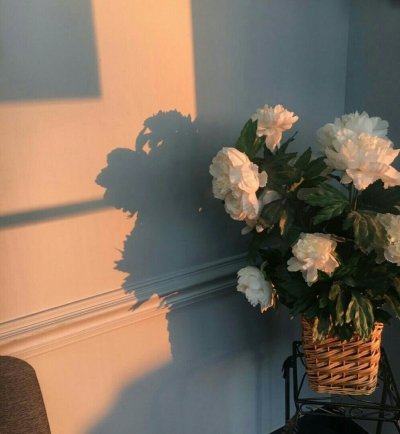 Растения Эстетика