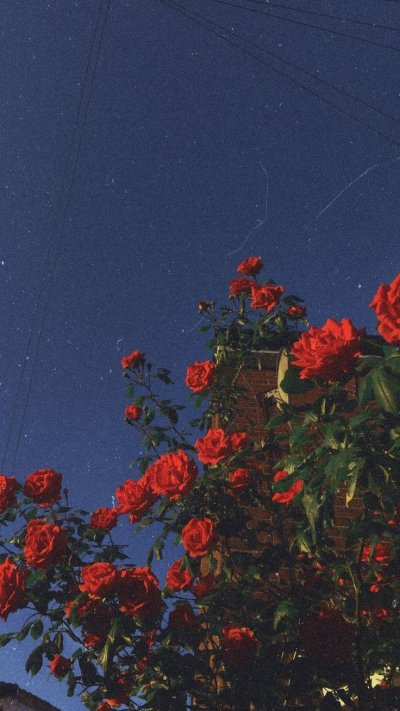 Эстетика красного