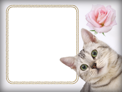 Рамка кошки