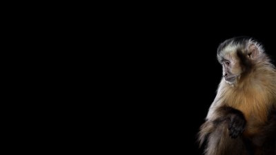 Обои с обезьянами