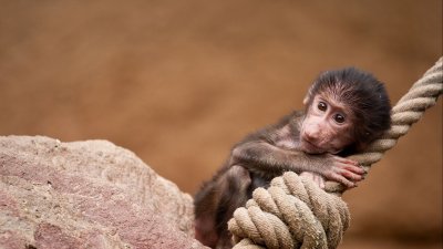 Смешные обезьянки