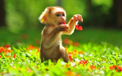 Милые обезьяны